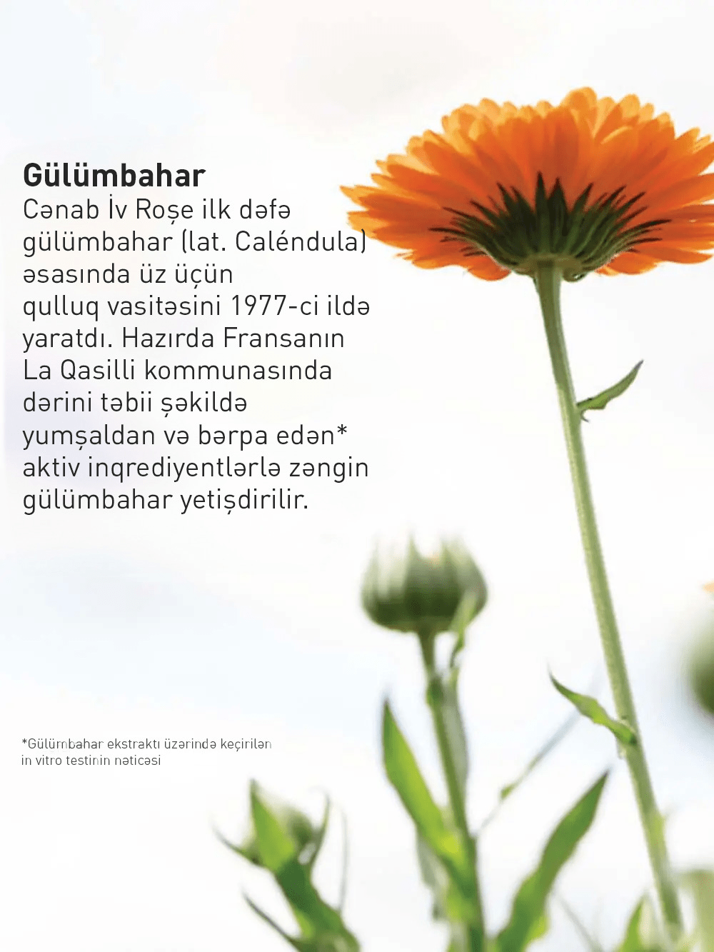 Gülümbahar əsaslı bərpaedici gecə/gündüz kremi, 50 ml